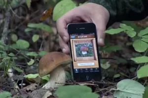 Мобильные приложения для сбора грибов